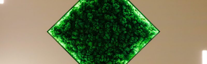 Потолки с интегрированным мхом в интерьере